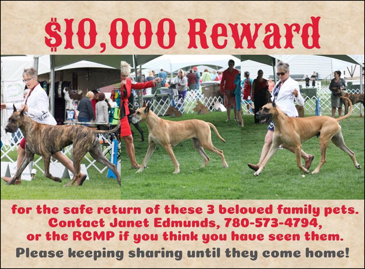 3 Stolen Great Danes