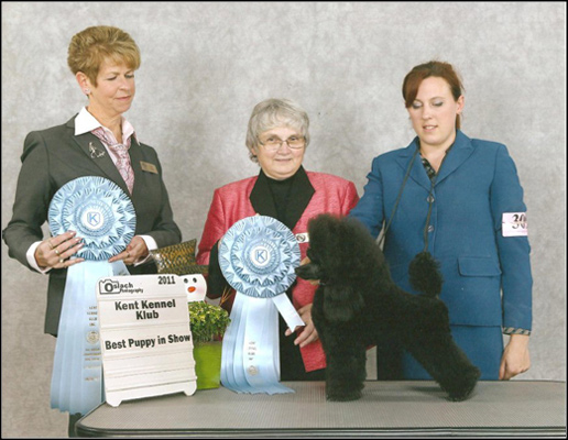 Canuck Dogs Your source for Canadian dog event information online