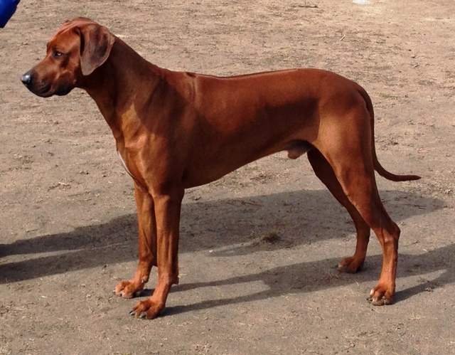 canadian ridgeback