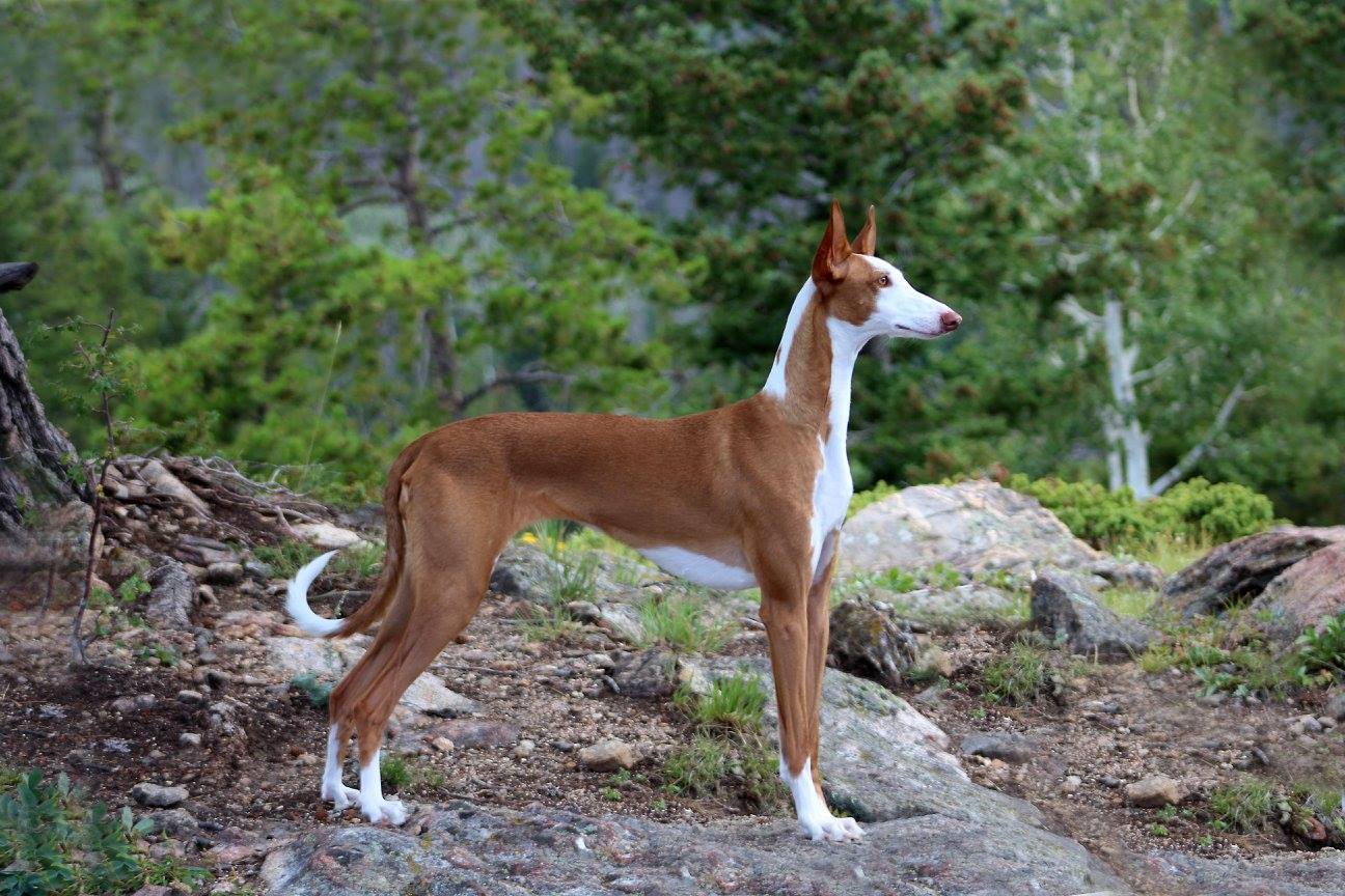 Canuck Dogs Your source for Canadian dog event information online.
