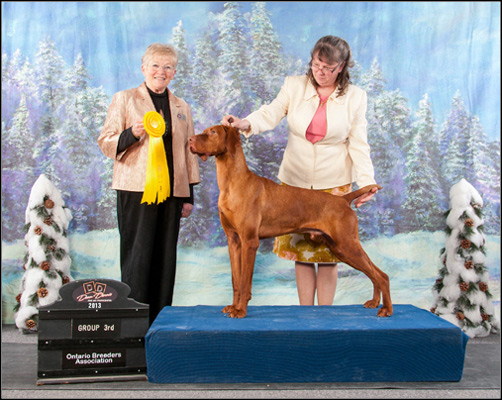 Bonneterre vizsla shop