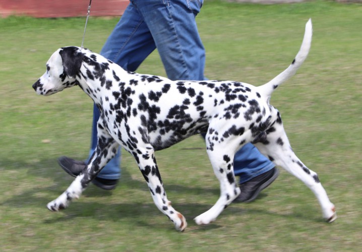 Canuck Dogs Your source for Canadian dog event information online.