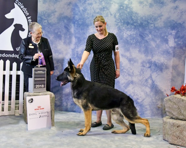 Gsd shows best sale 2018
