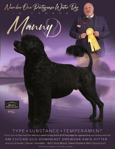 Downeast portuguese sales water dogs