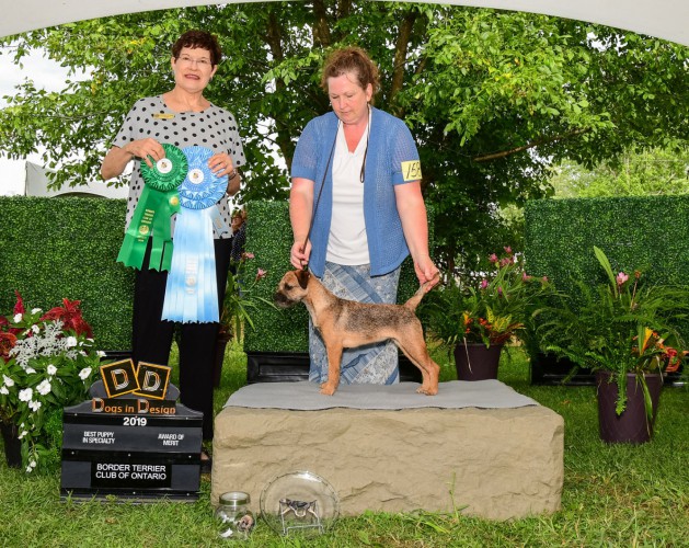 Border terrier shows shop 2019