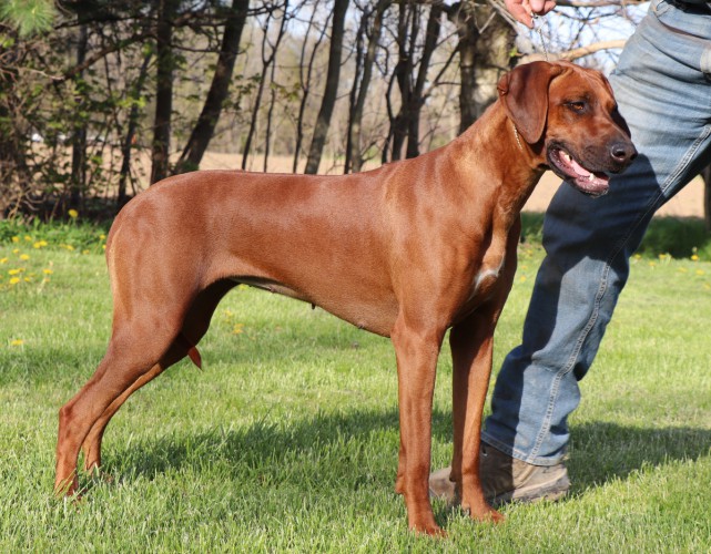 Canadian ridgeback sales
