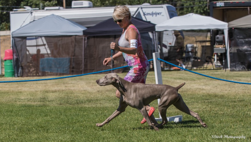 Canuck Dogs Your source for Canadian dog event information online.