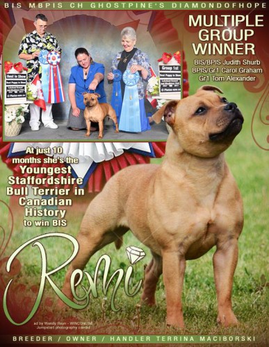 Ghostpine staffordshire shop bull terrier