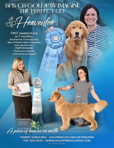 Goldpaw kennels shop