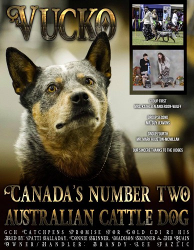 canadian cattle dog