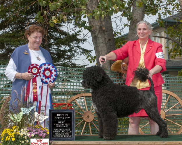 Portuguese Water Dog - Irene