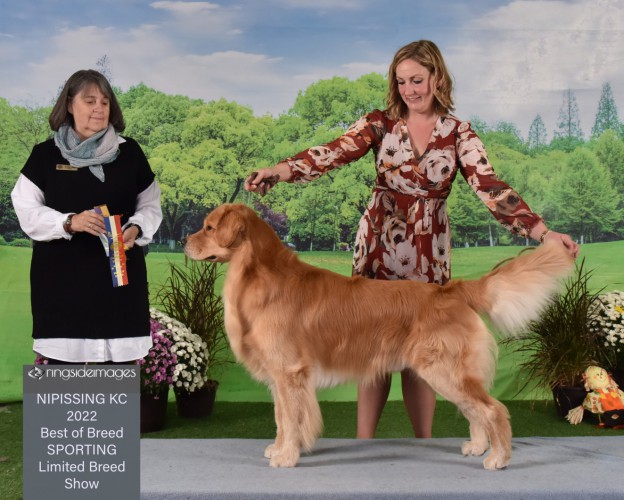 豪奢な for source Your Dogs: Canuck Canadian information event dog ゲート・フェンス