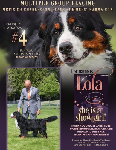 Summers bernese mountain sales dogs