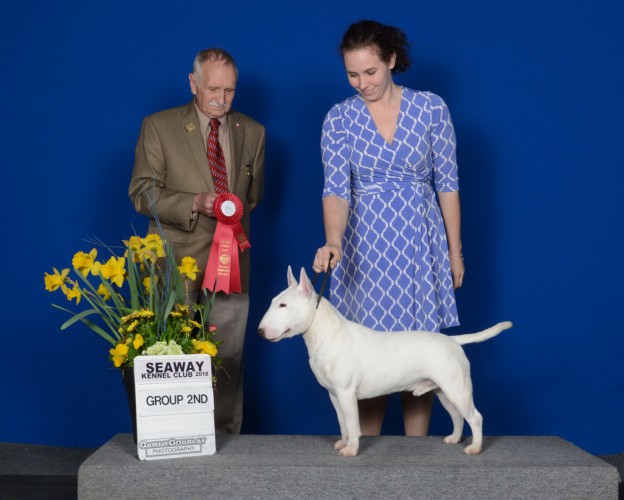 Essexshire miniature bull best sale terriers