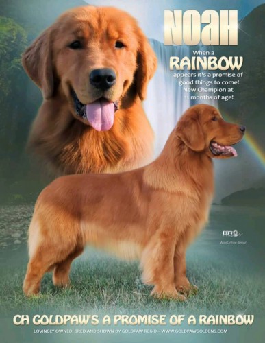 Canuck Dogs Your source for Canadian dog event information online