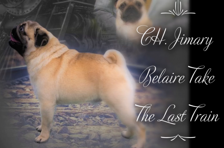 Jimary pugs hot sale