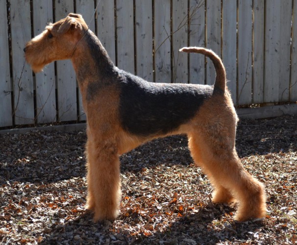 Airedale Puppies For Sale Alberta From The Show Ring Must Be Magic
