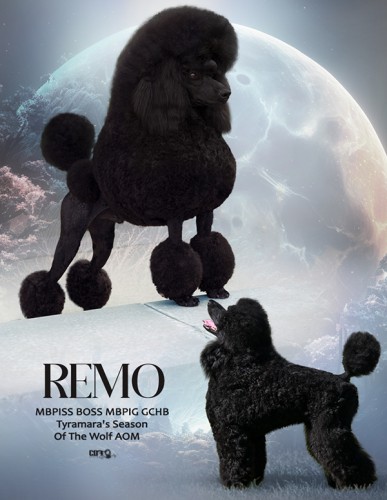 Tyramara poodles deals