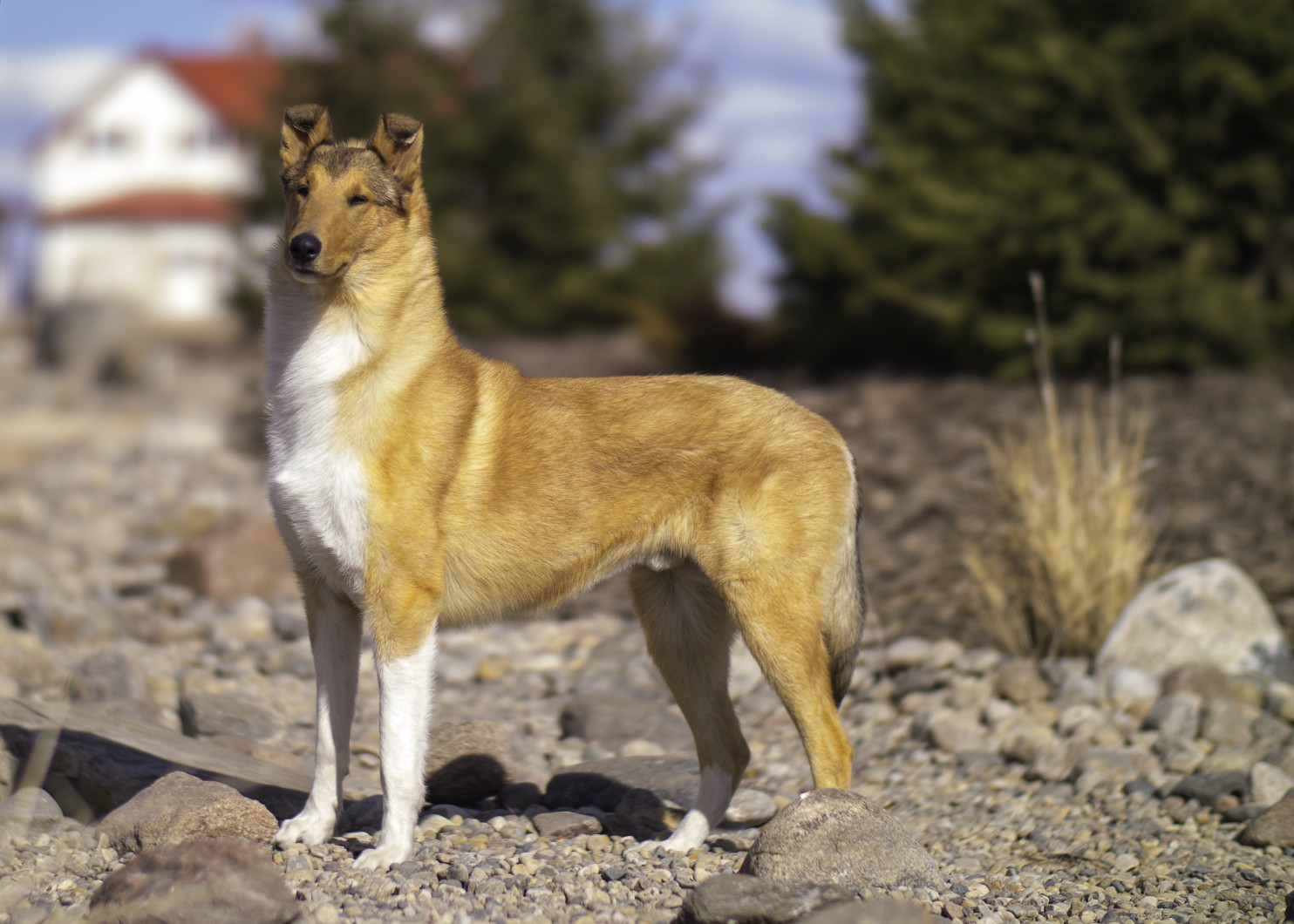 Canuck Dogs Your source for Canadian dog event information online.