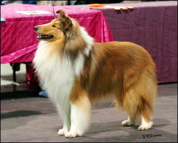 dog photo