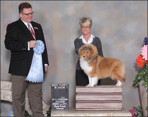 Mystique shelties sales