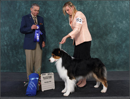 dog photo