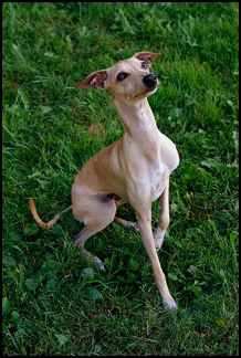 dog photo