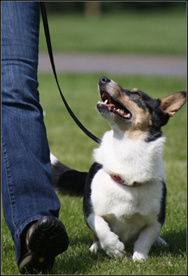 dog photo
