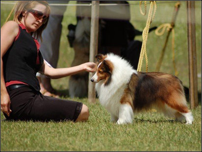 dog photo