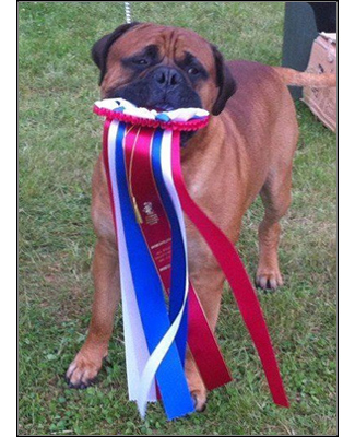 dog photo