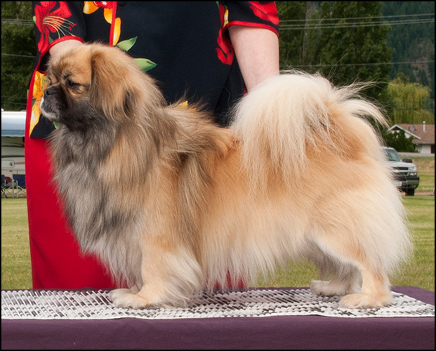 dog photo