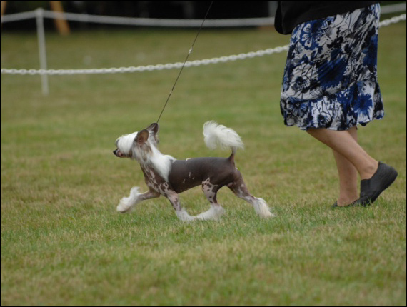 dog photo