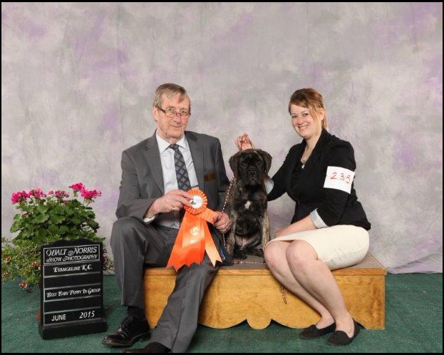 dog photo