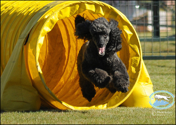 dog photo