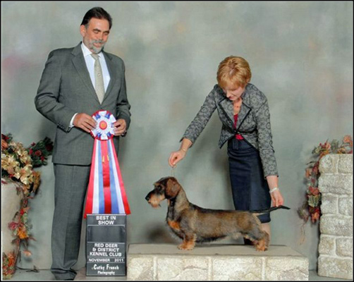 dog photo
