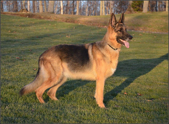 dog photo
