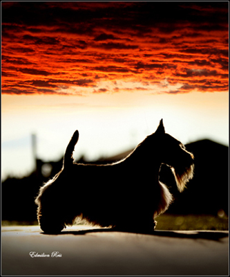 dog photo