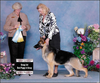 dog photo