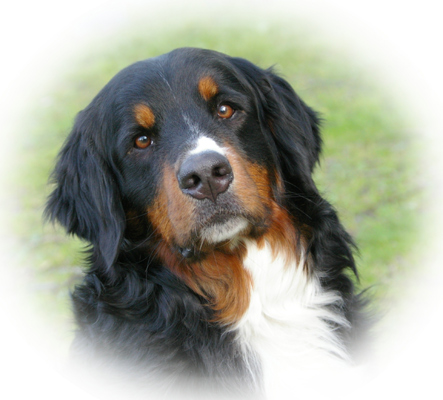 dog photo