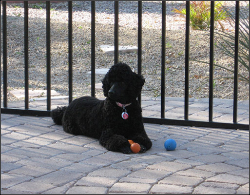 dog photo