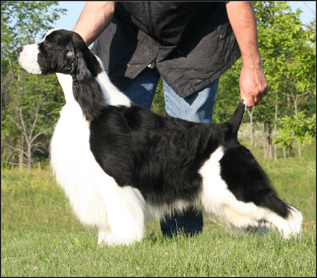 dog photo