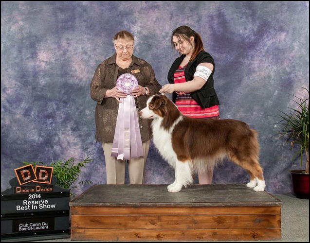 dog photo