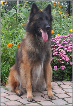 dog photo