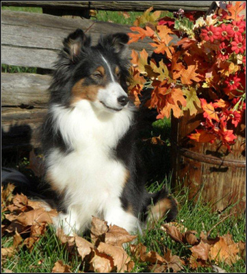 dog photo