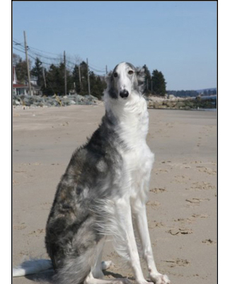 dog photo