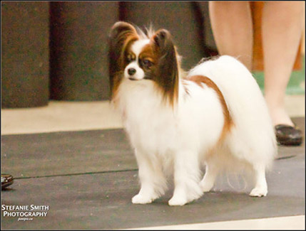 dog photo