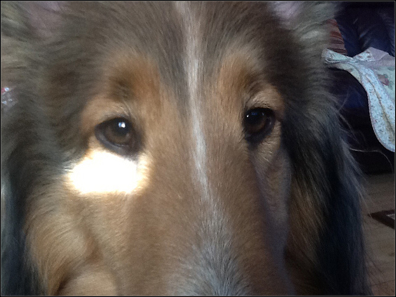 dog photo