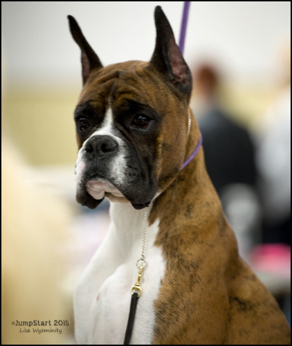dog photo
