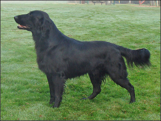 dog photo