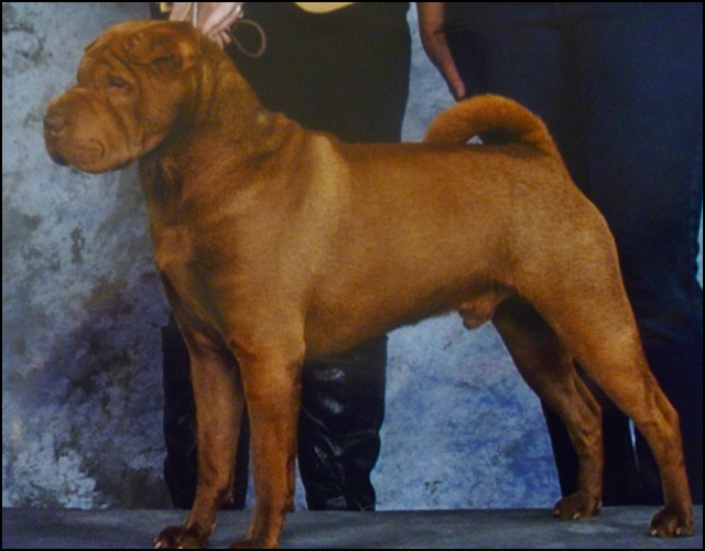 dog photo
